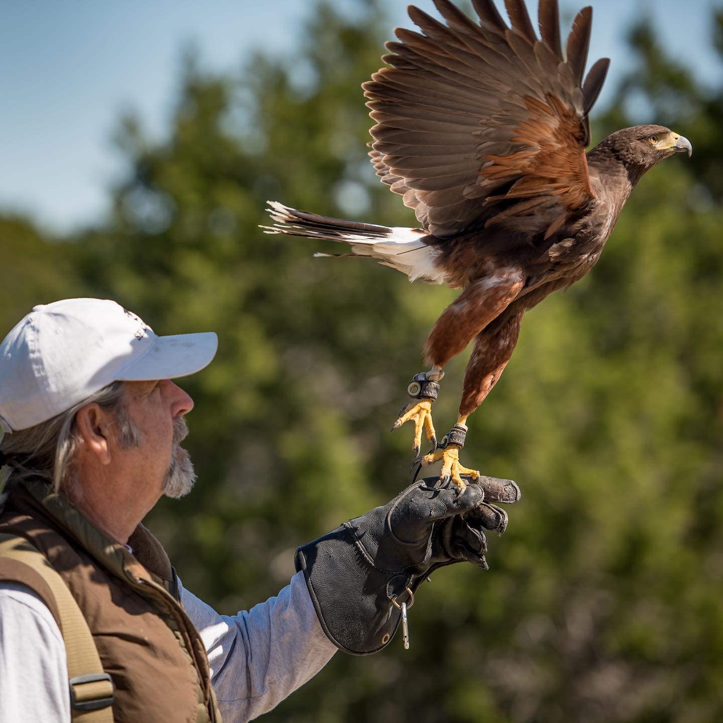 Falconry & Hawking main image 1